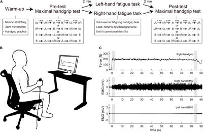 Neuromuscular Fatigue in Unimanual Handgrip Does Not Completely Affect Simultaneous Bimanual Handgrip